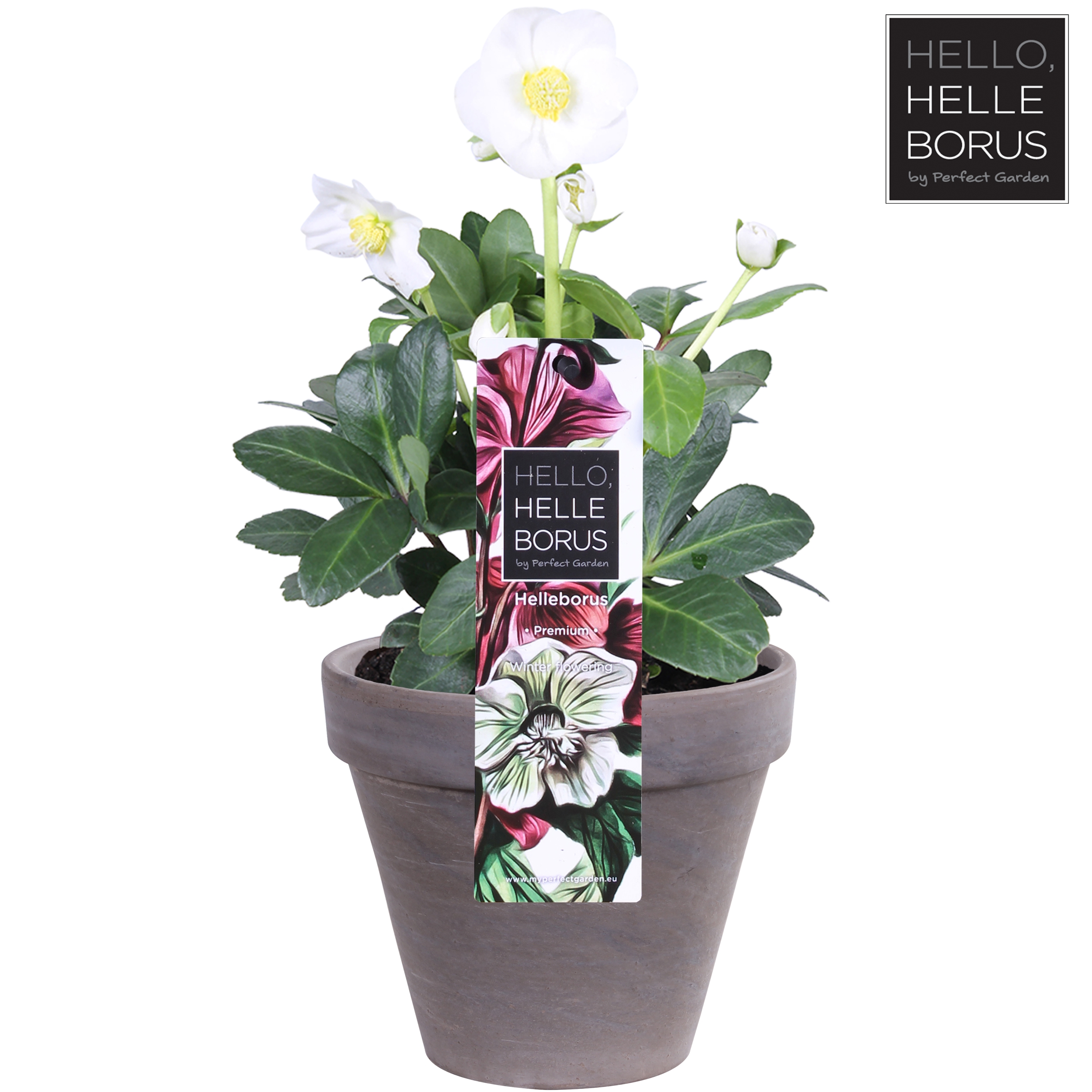 Picture of Helleborus niger Christmas Carol (Basalt series) P12