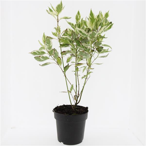 Picture of Cornus alba Elegantissima P17 (2 Ltr) (LOOSE)