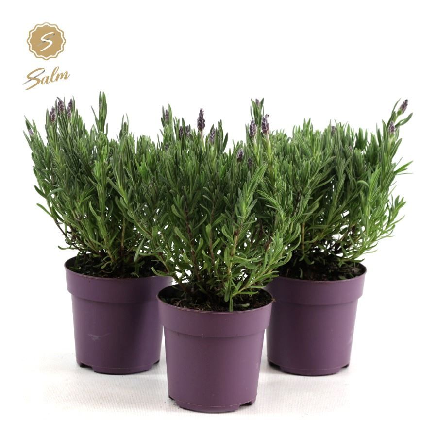 Picture of Lavandula st. 'Anouk'® Collection P10,5