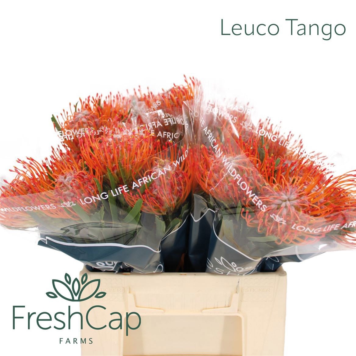 Leuco Co Tango