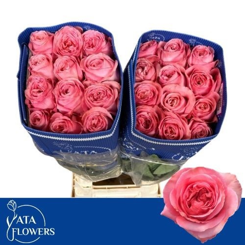 Rosa Pink X-pression 50cm
