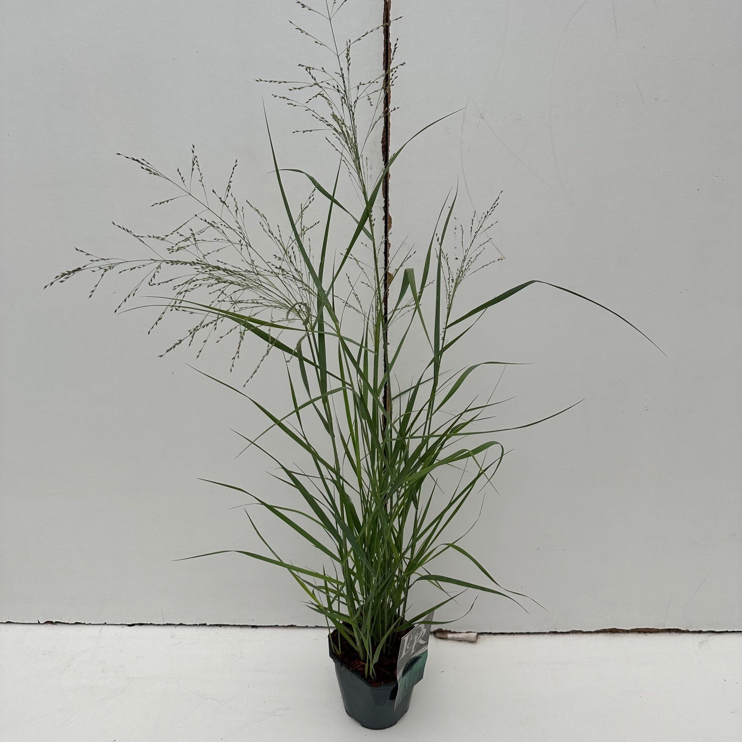 Picture of Panicum Prairy Sky P17 (2 Ltr) Square