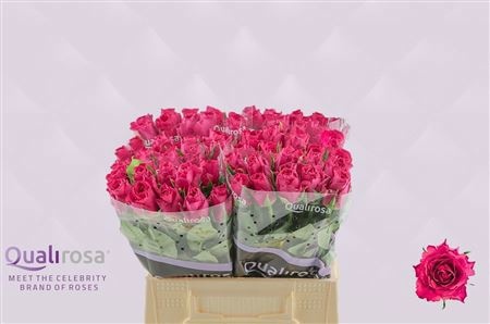 Rosa Madam Cerise 40cm