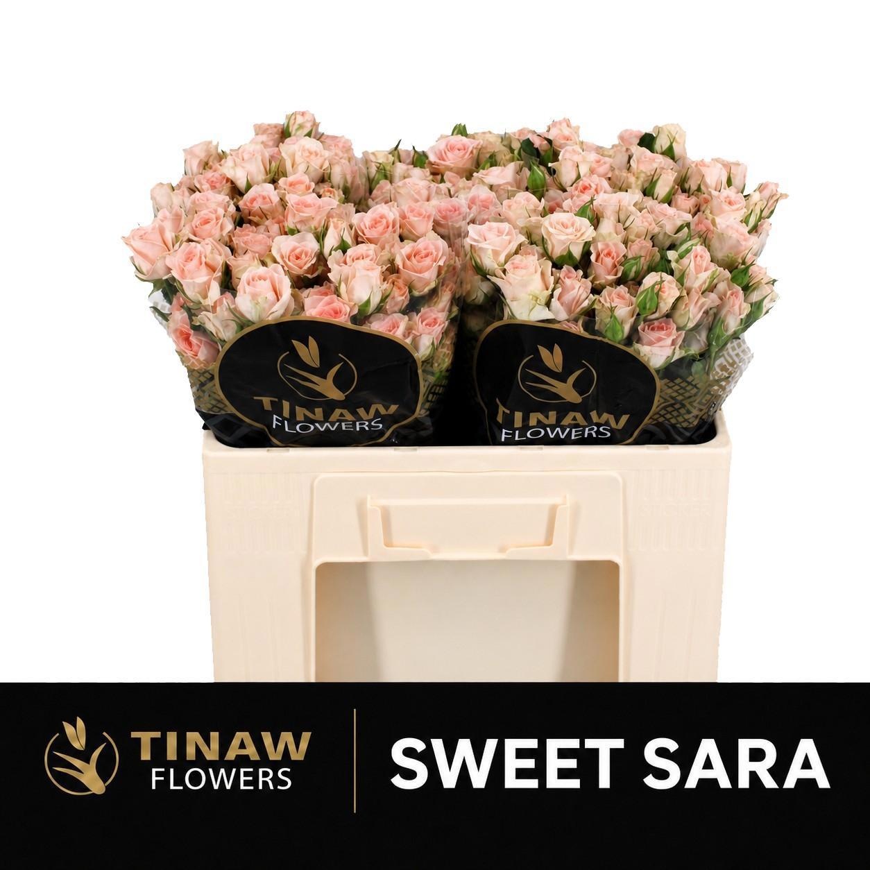 Rosa Spr Sweet Sara 40cm