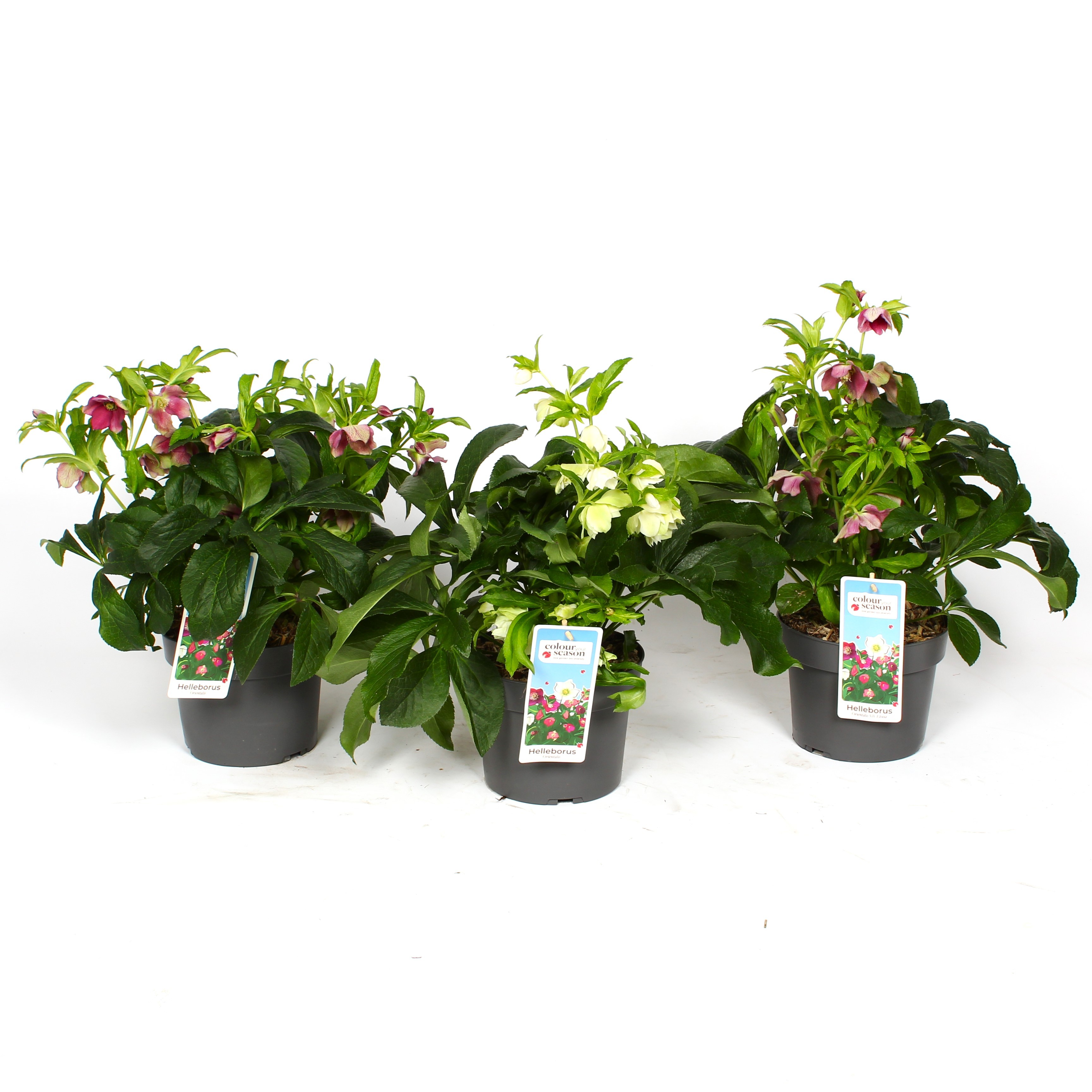 Picture of Helleborus orientalis in varieties P19 (3 Ltr)