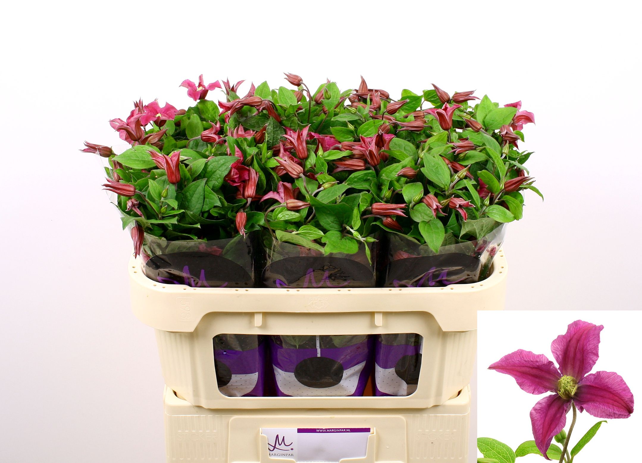 Clematis Inspiration 70cm