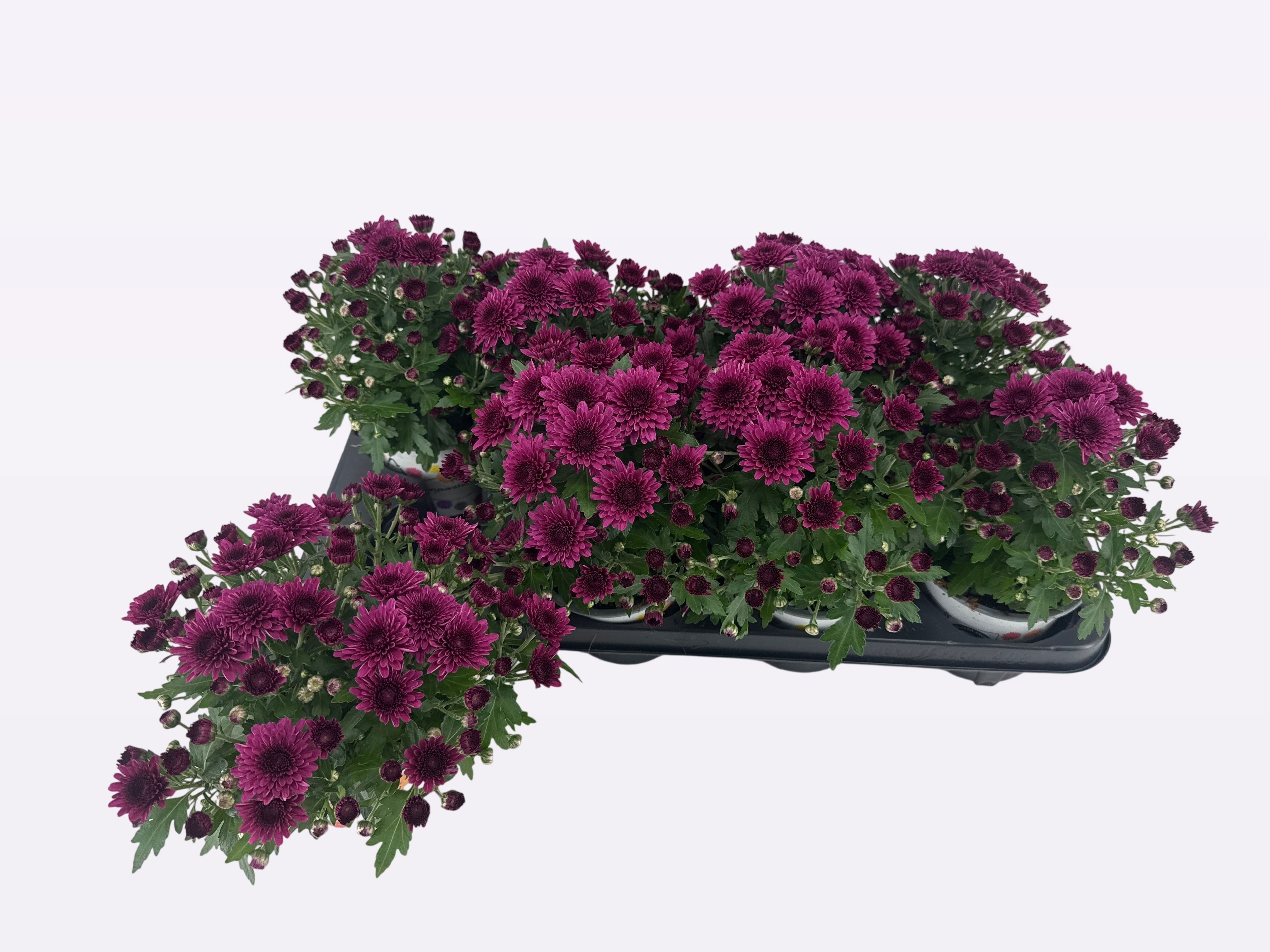 Chry Gard Dou Purple 12P 22H 23bloei