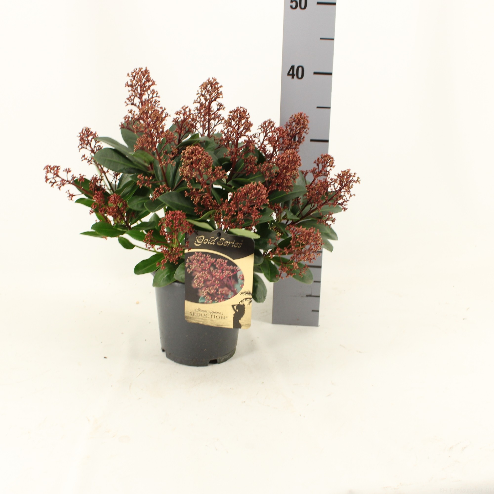 Picture of Skimmia japonica SEDUCTION ® P15