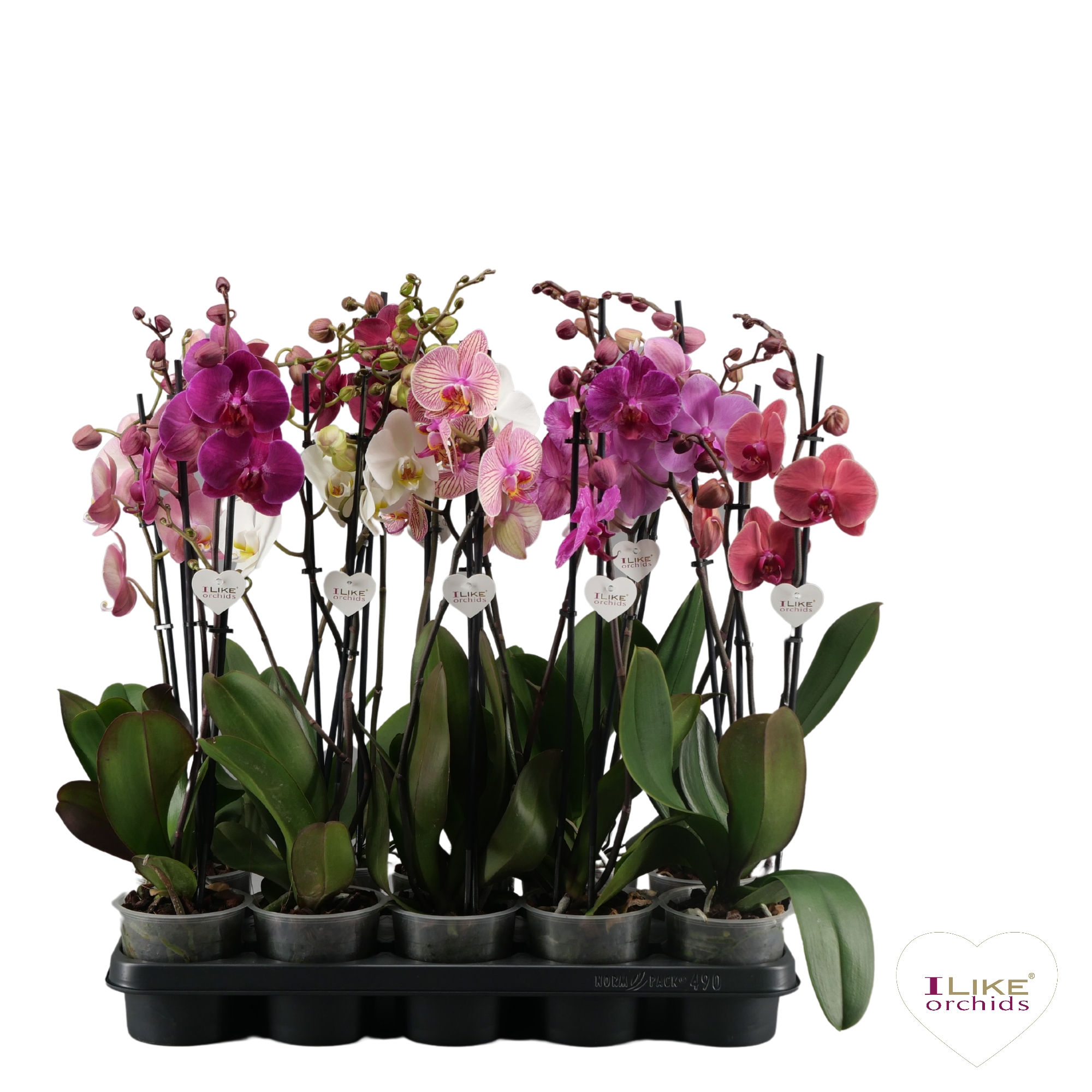 Picture of Phalaenopsis hybrid in varieties P12 2 spikes 12+ flowers height 45 cm