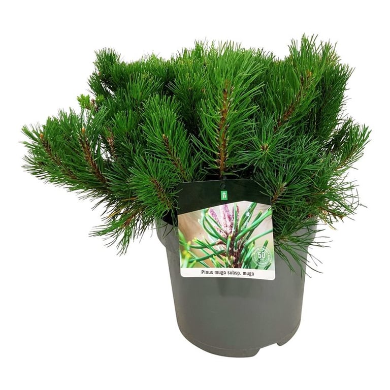 Picture of Pinus mugo mugo