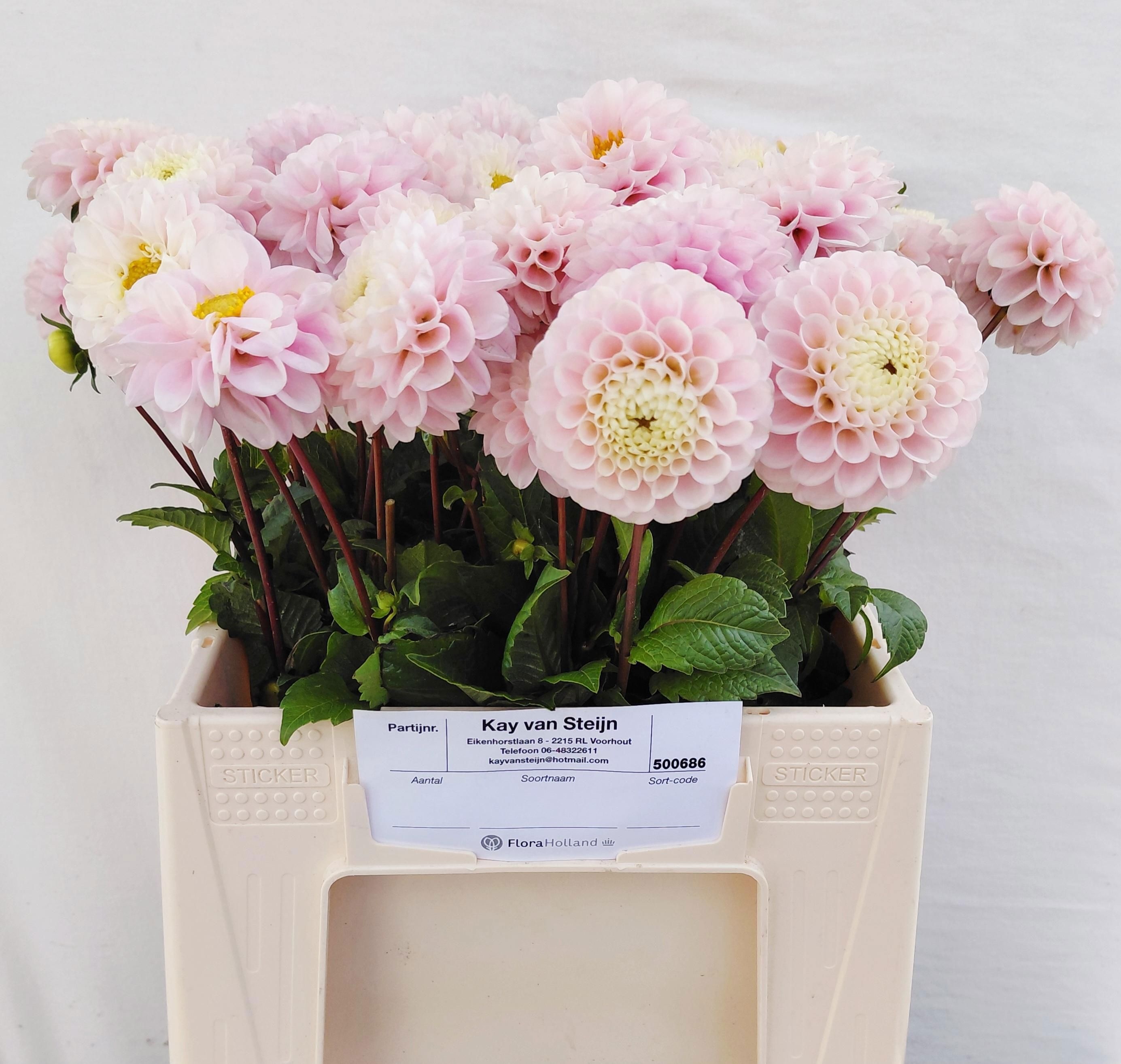 Dahlia Ball Wizz Of Oz 40cm