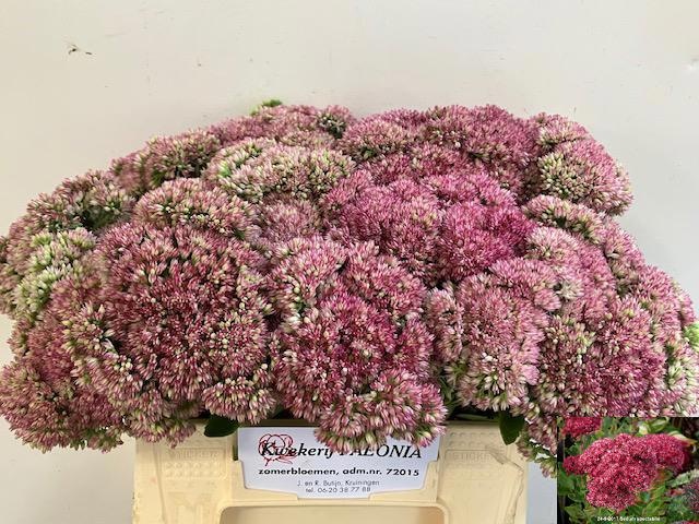 Sedum Spectabile