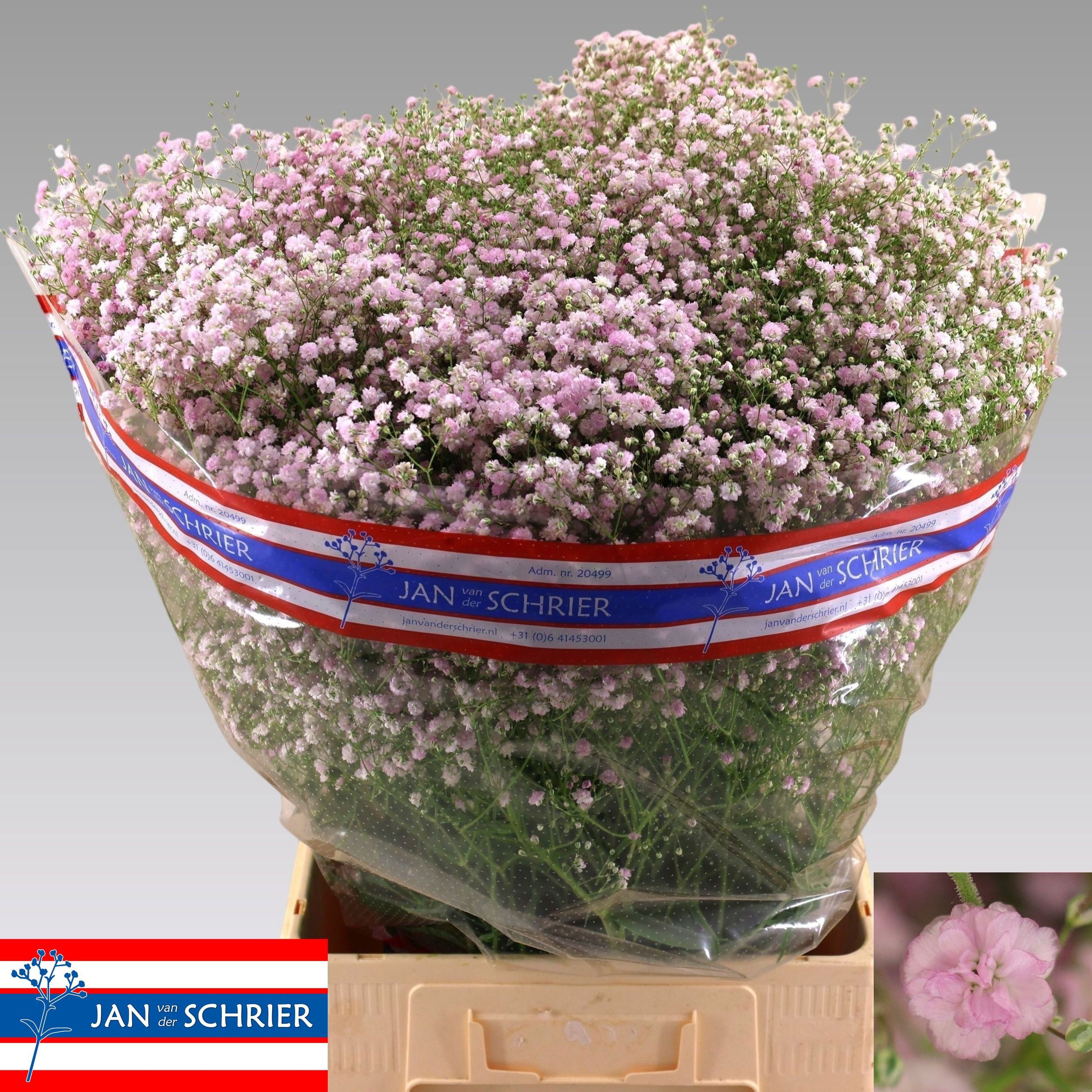 Gypsophila My Pink 70cm 30gram