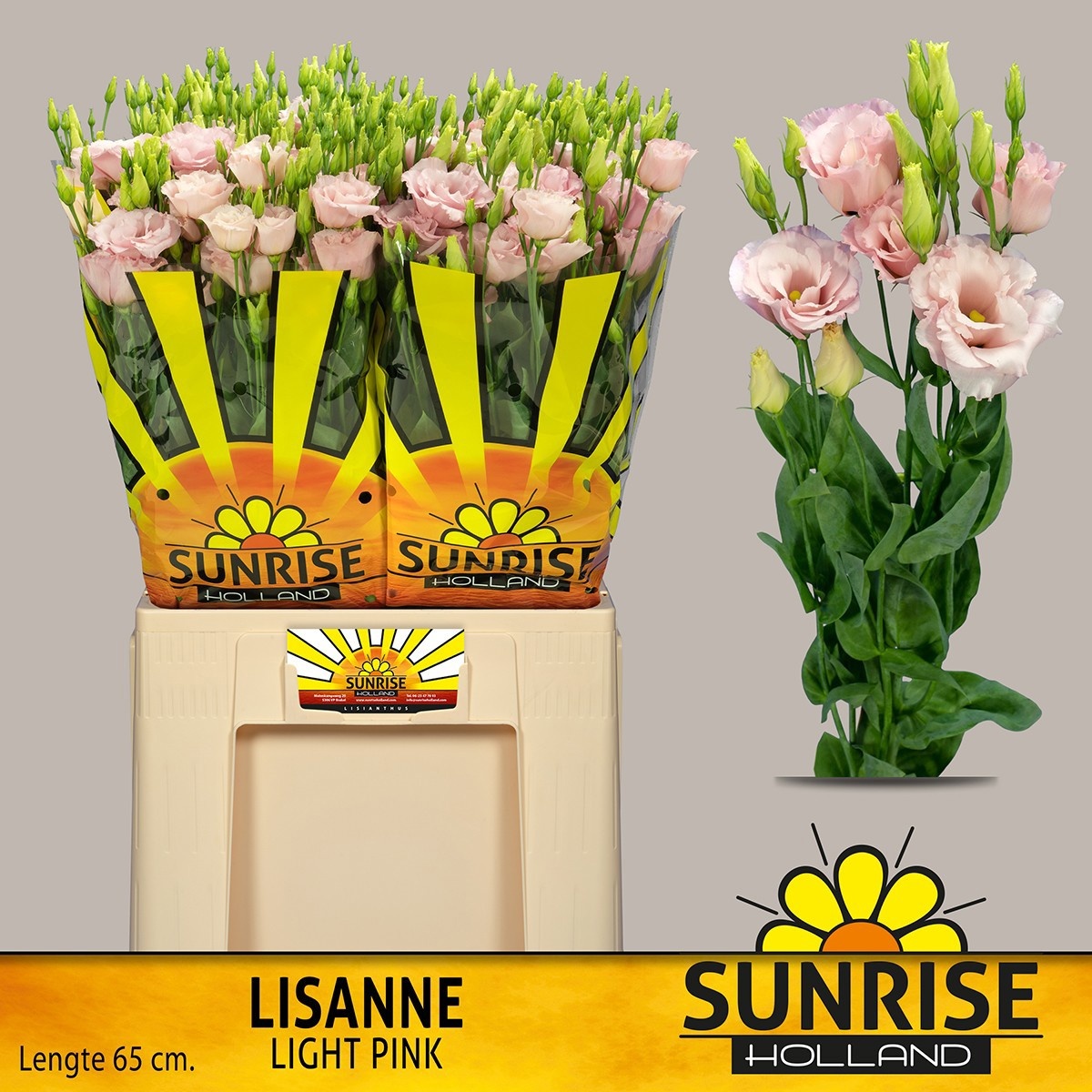Eus G Lisanne L Pink