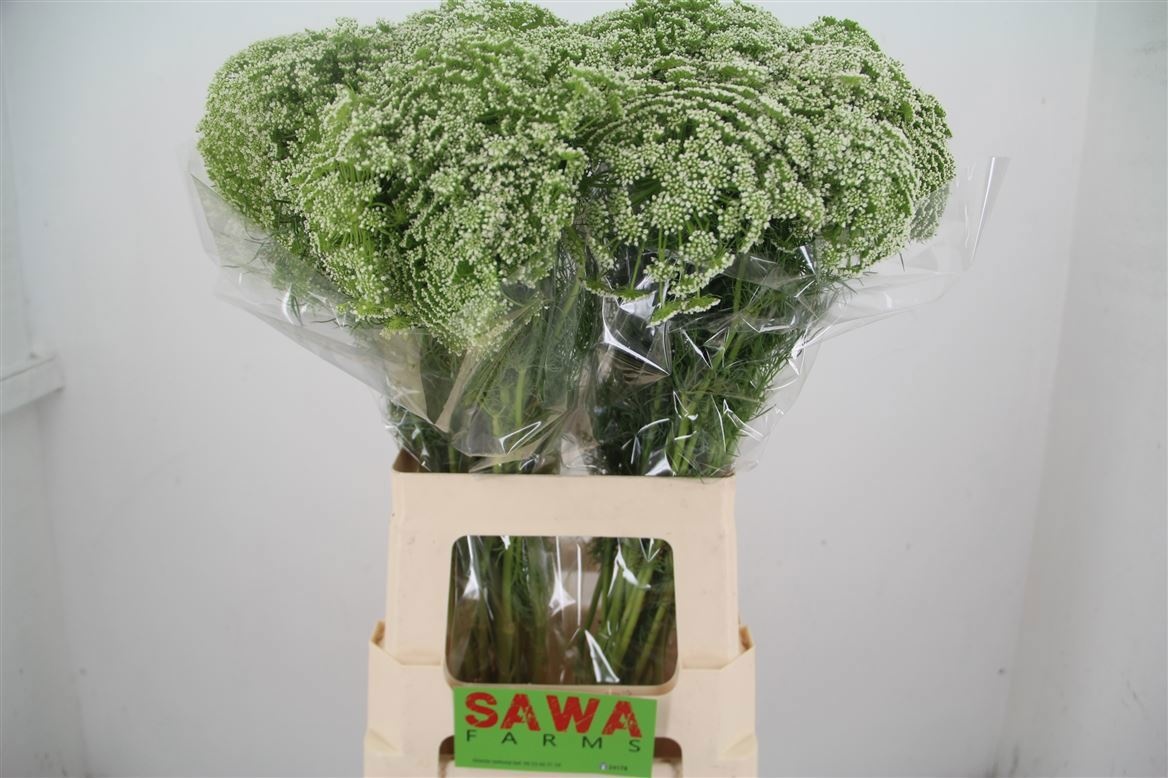Ammi Visnaga
