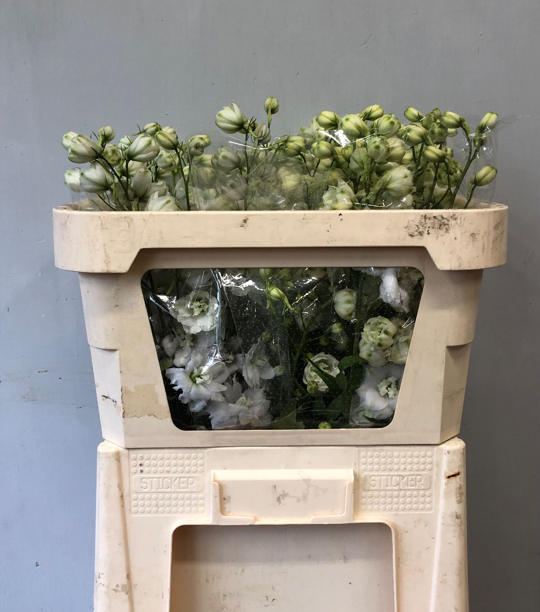 Delphinium Elatum Centurion White 70cm