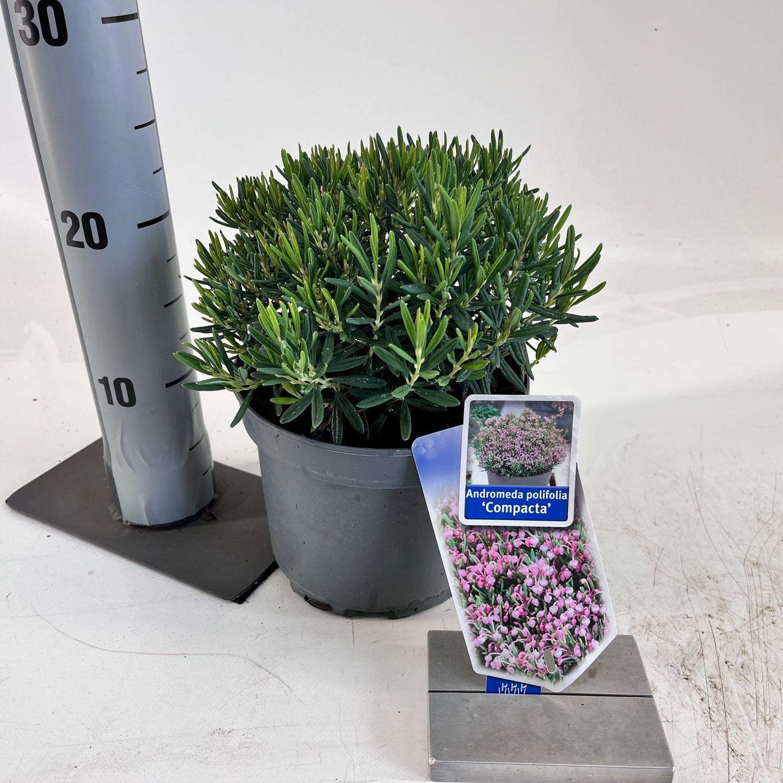 Andromeda polifolia 'Compacta'