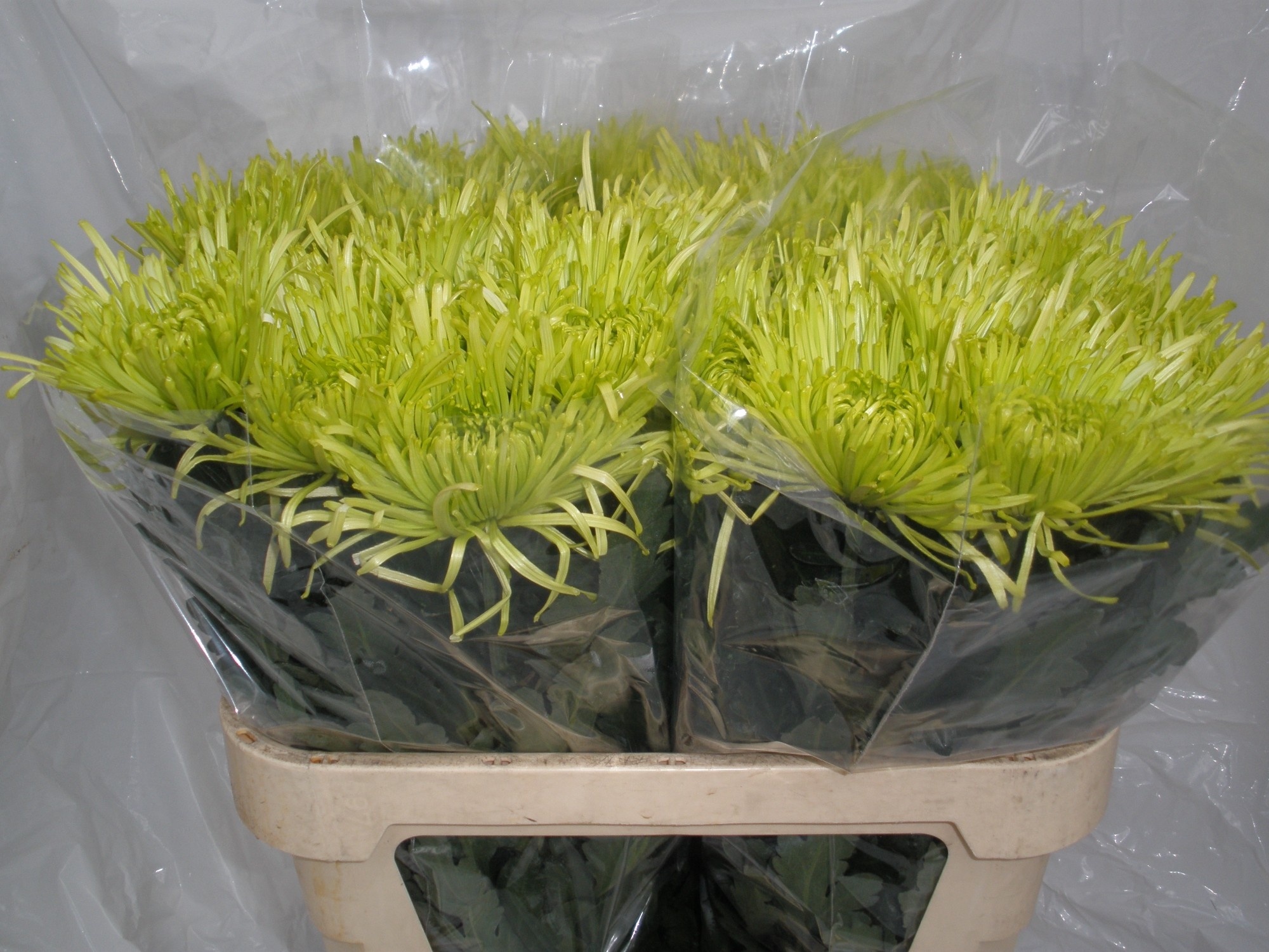 Chr G Tula Green 80cm 95gram