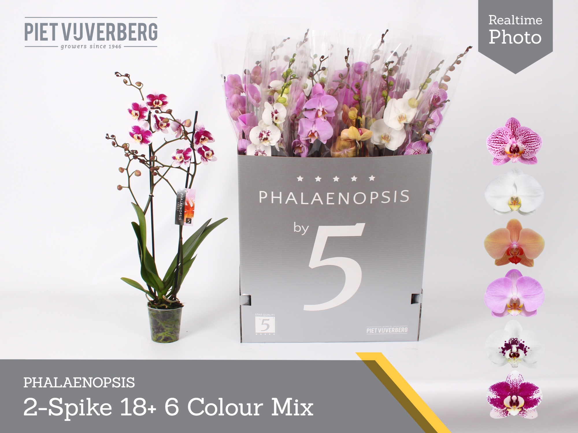 Phal Gem 6 Kl 12P 80H 2TAK 18bloem 23bloei