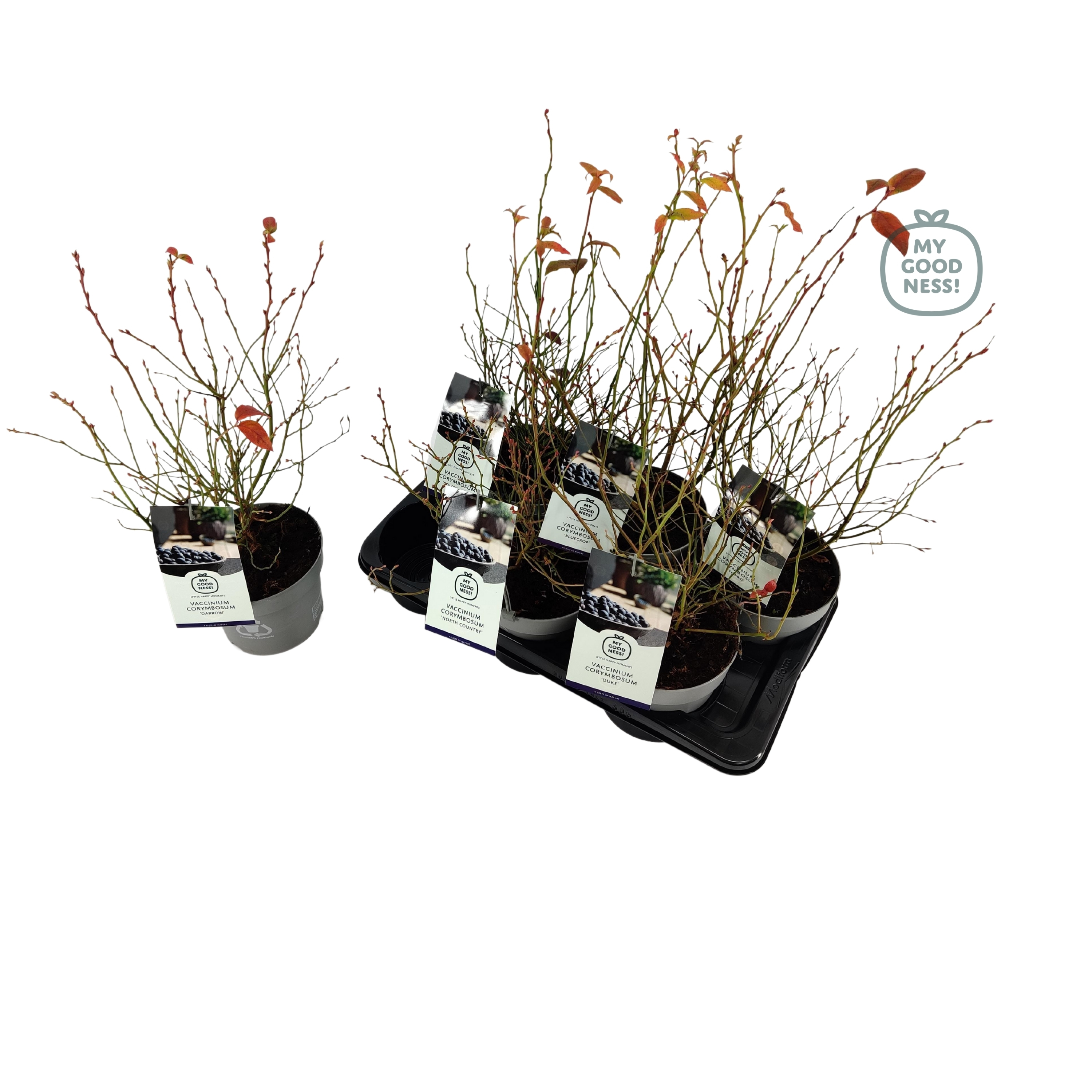 Picture of Vaccinium cor. in varieties P17 (2 Ltr)