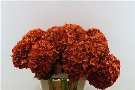 Hydrangea Painted 80cm 22Ø
