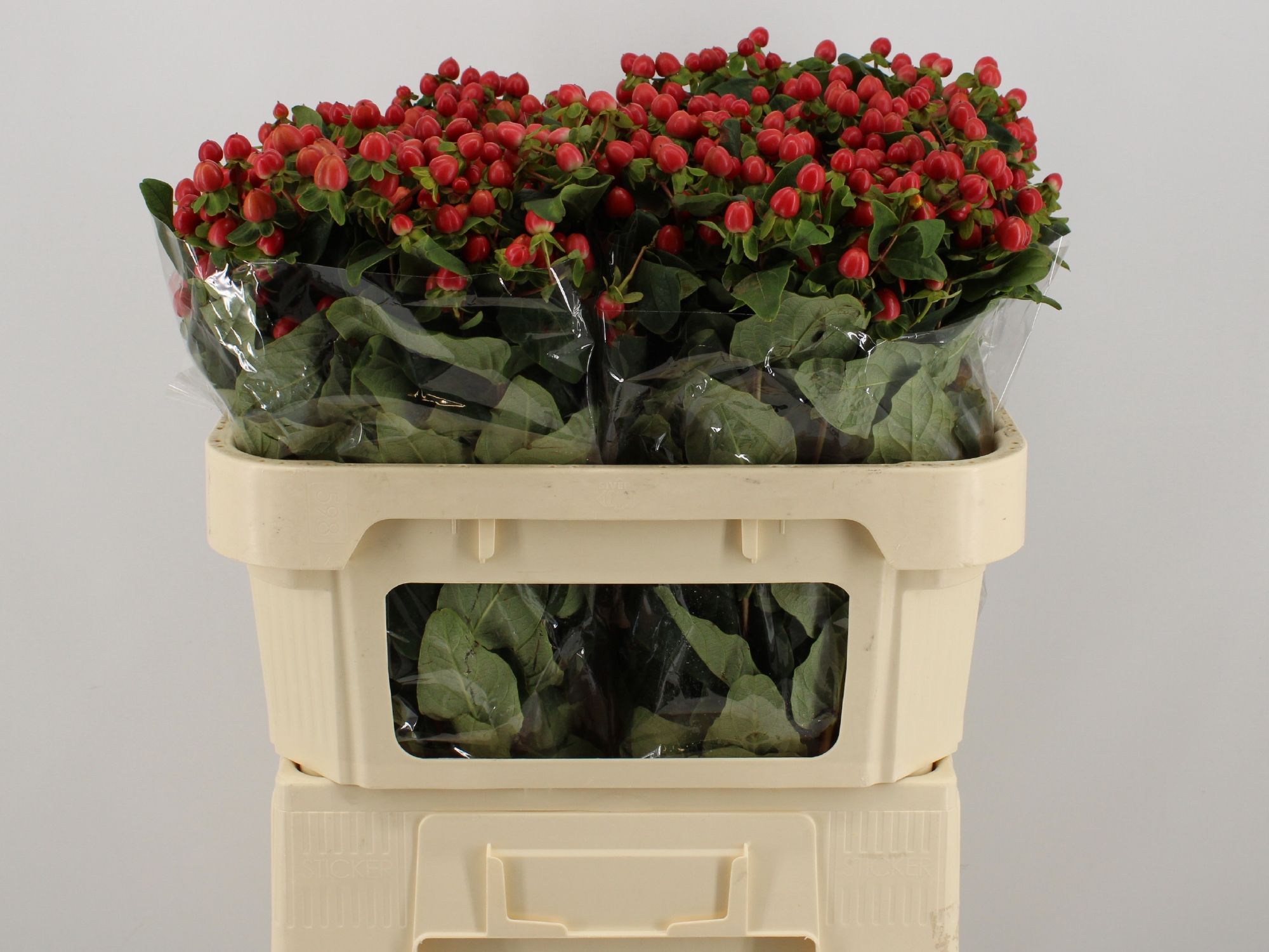 Hypericum Triumph 70cm