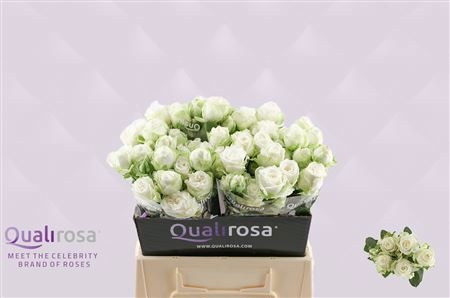 Rosa Spr Miss Bombastic 40cm