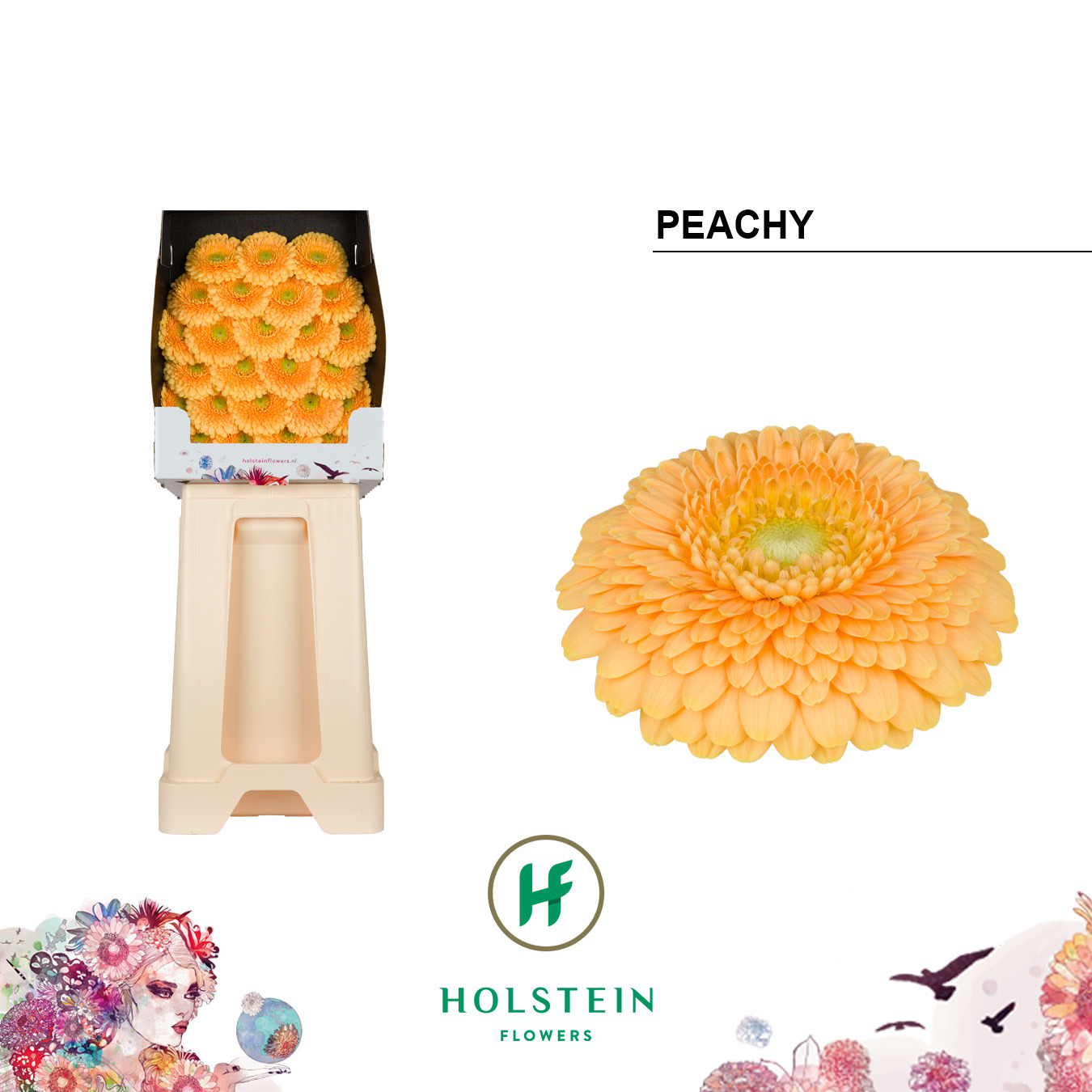 Ge Bv Pom Peachy