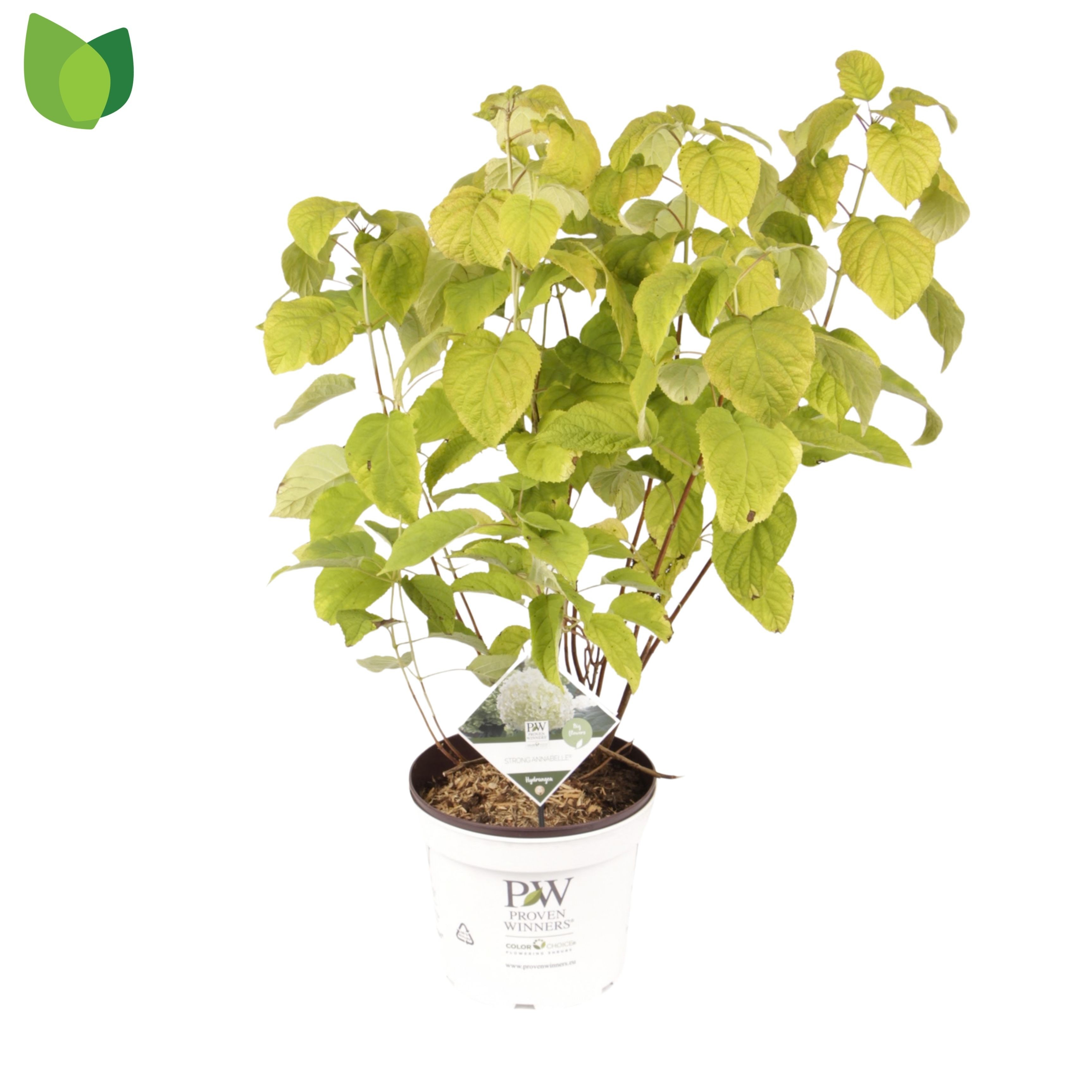 Hydrangea arb. Strong Annabelle® ('Abetwo'*) PW