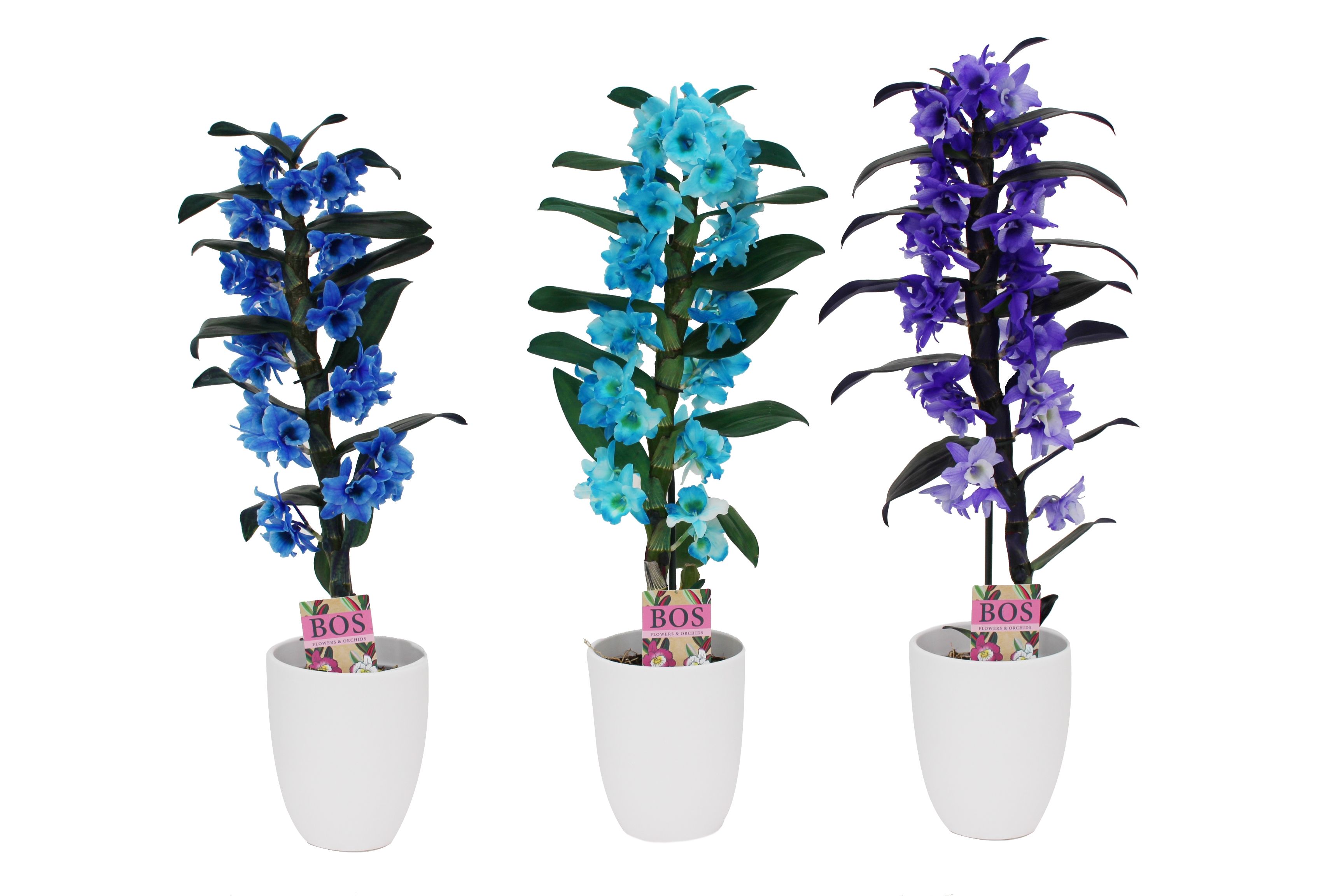 Dendrobium Nobilé, Colour 1-tak Blue/purple/ocean