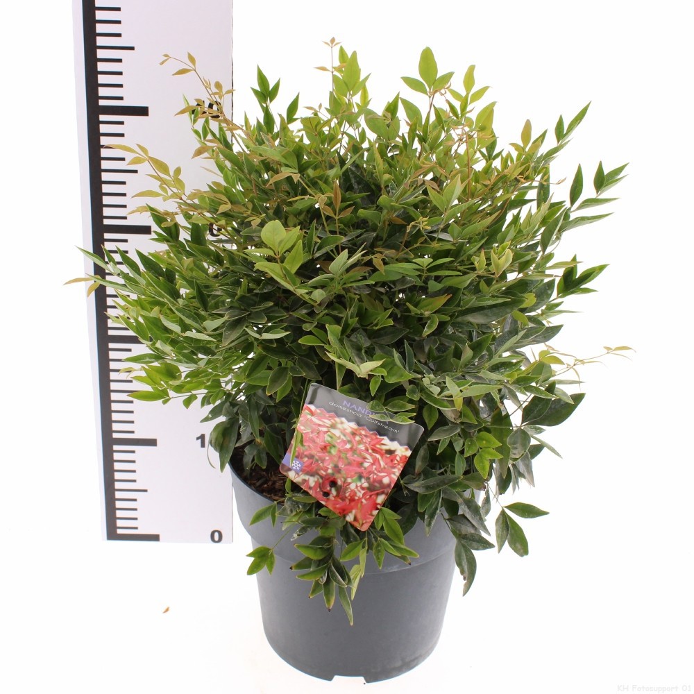 Nandina domestica 'Gulf Stream'