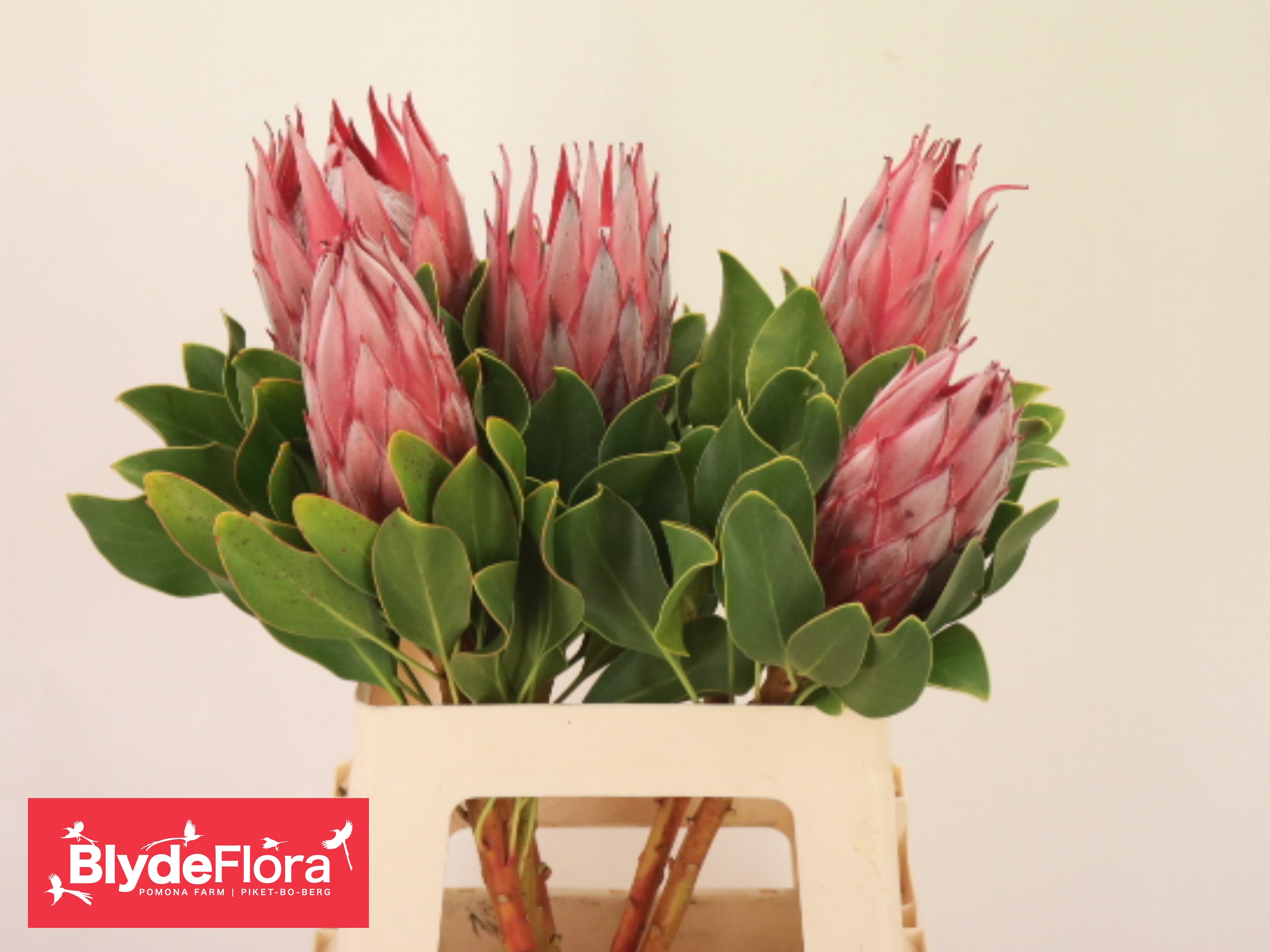 Protea Cy Clare 60cm