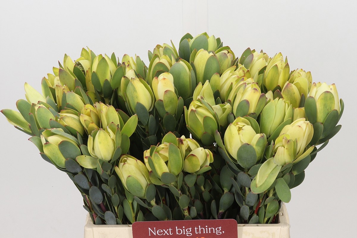 Leucadendron Discolor 40cm