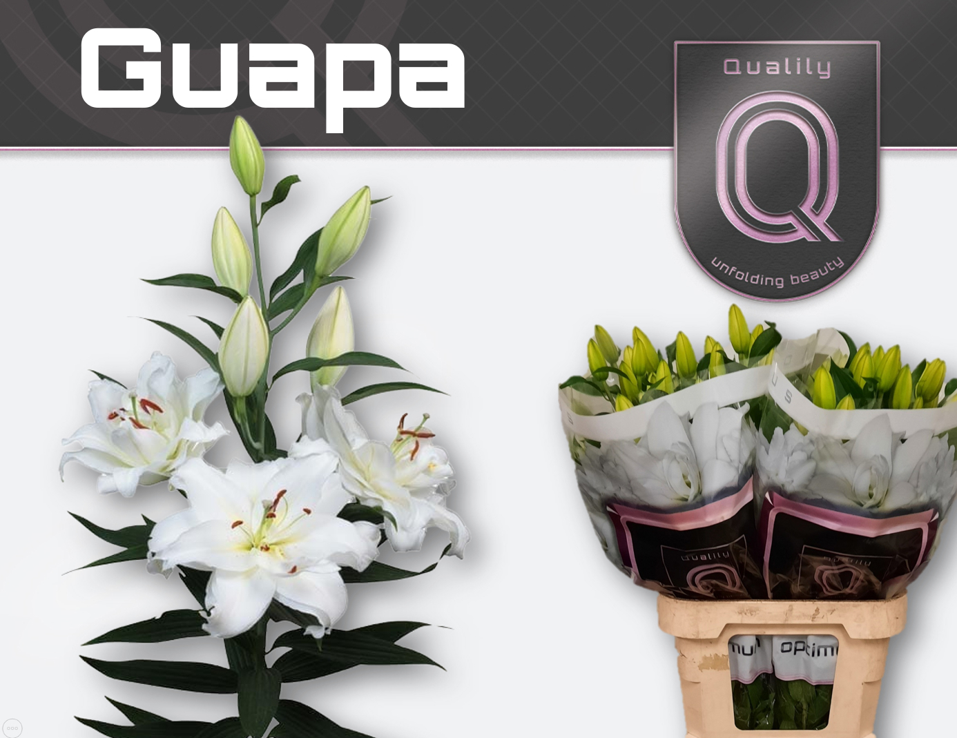 Li Or Du Guapa