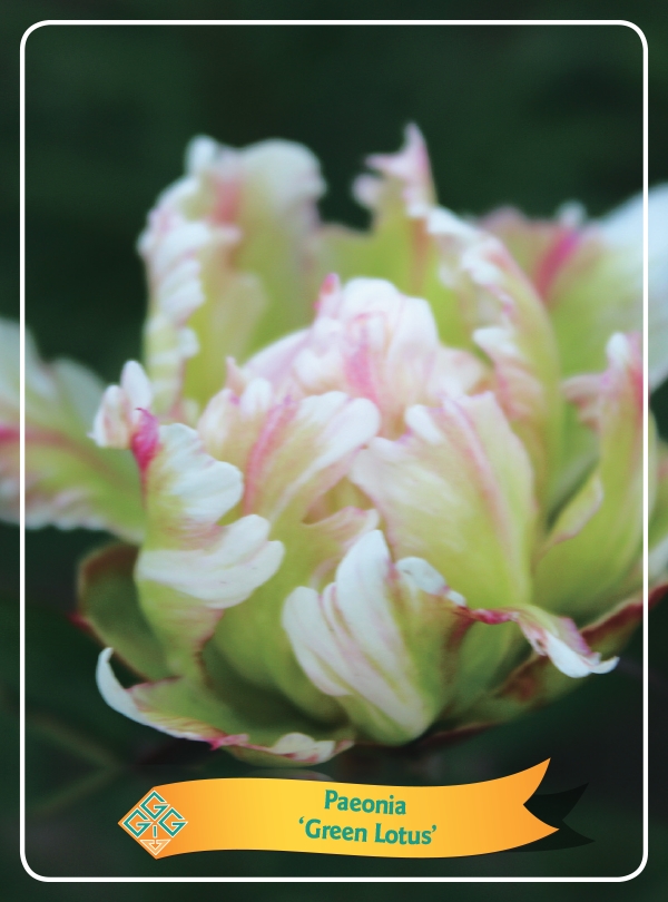 Picture of Paeonia Lactiflora Mix CC P11