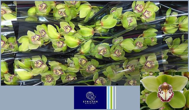 Cymbidium Robin Hood 5/8bl