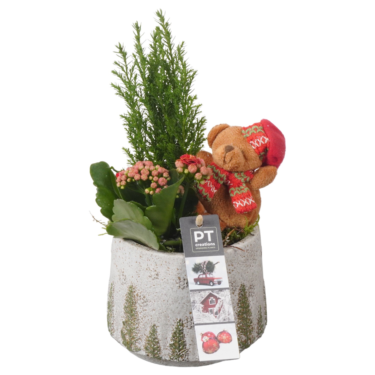 Picture of PTKB9409 Arrangement X-Mas in concrete pot P13 25CM