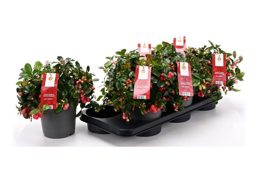 Gaulth Pr Big Berry 15Ø 28cm
