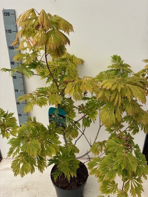 Acer japonicum 'Aconitifolium'