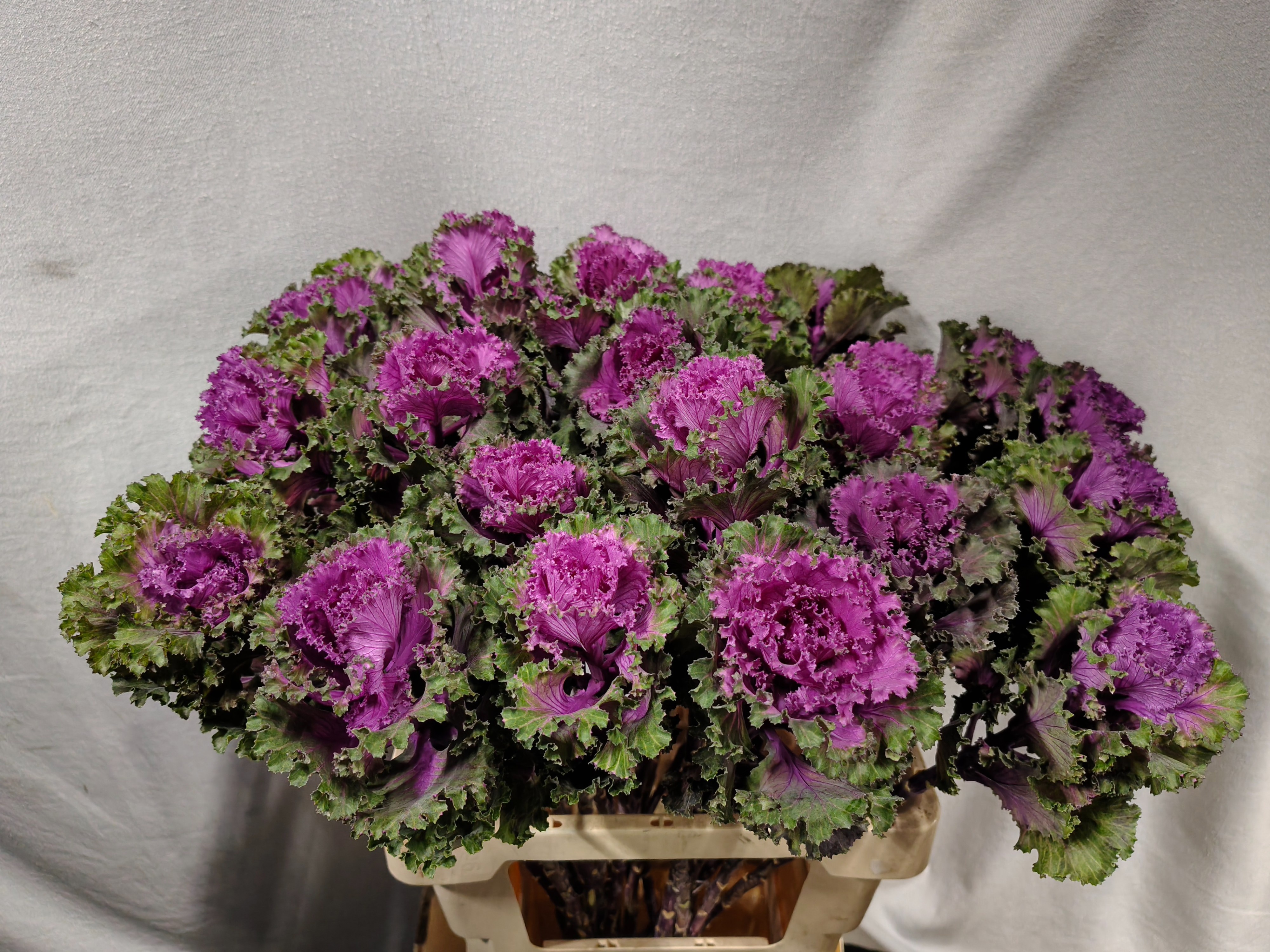 Brassica Crane Ruffle Red 60cm