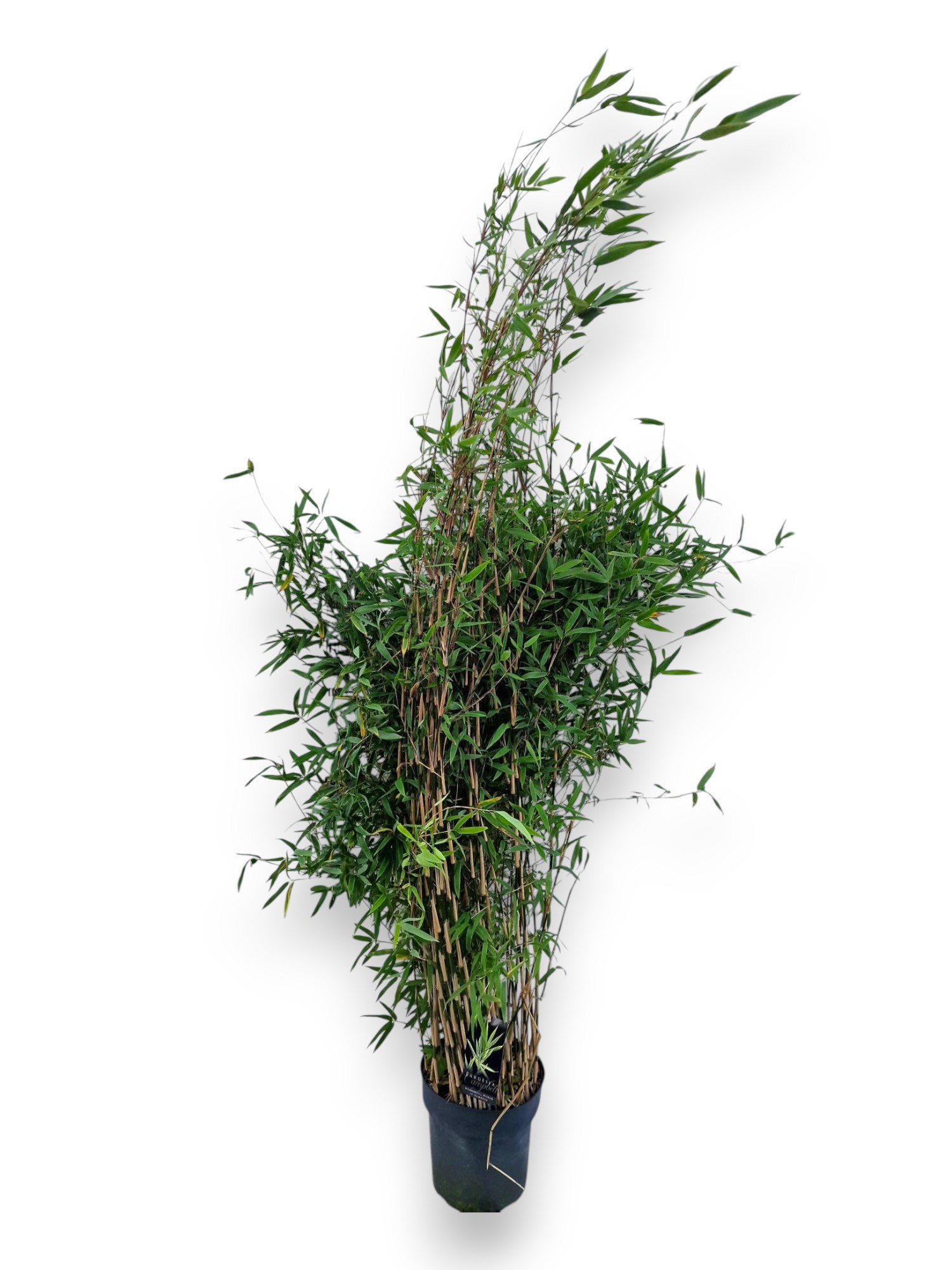 Fargesia nitida 'Great Wall' | Hamiplant