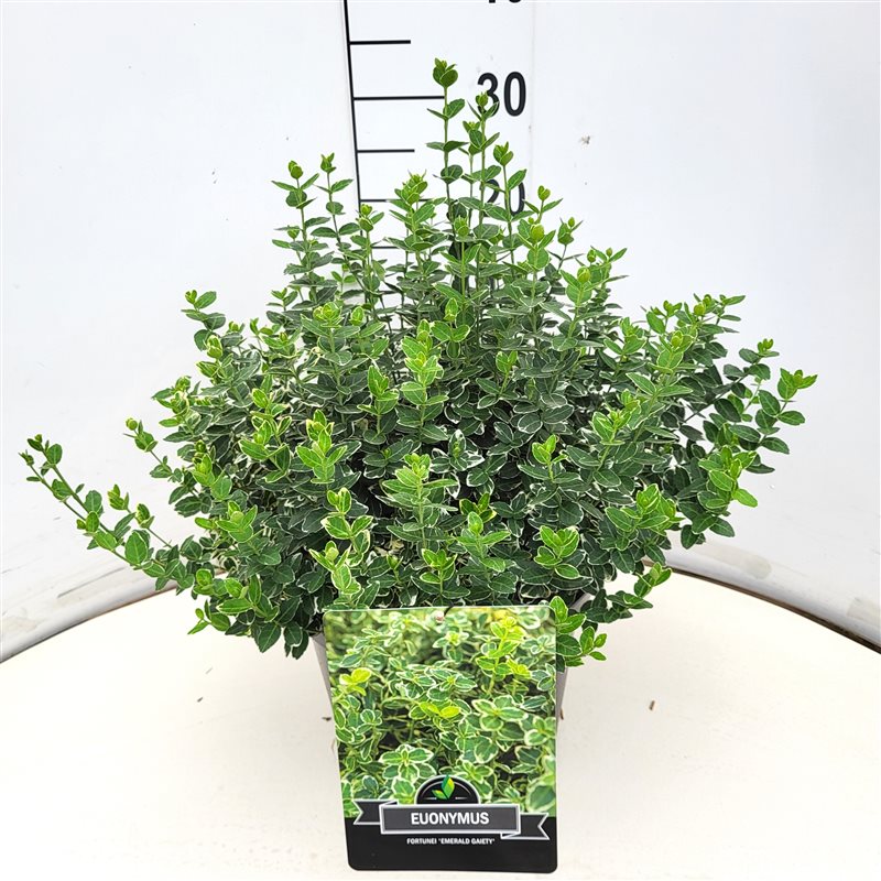 Picture of Euonymus fort. Emerald Gaiety P29 (10 Ltr) (LOOSE)