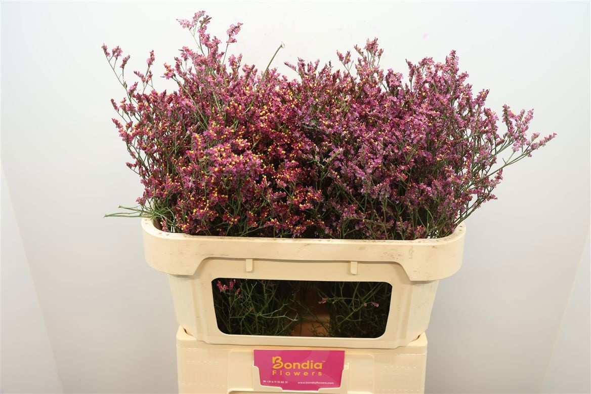 Limonium Sin Scarlett Diamond 70cm 25gram