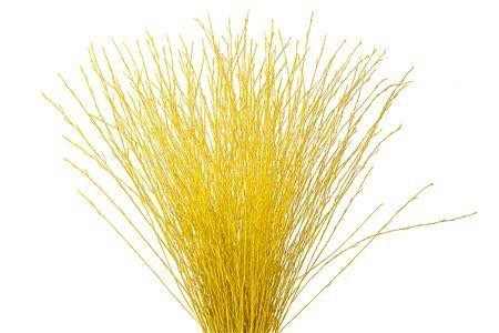 Betula Bs Kleurbeh
