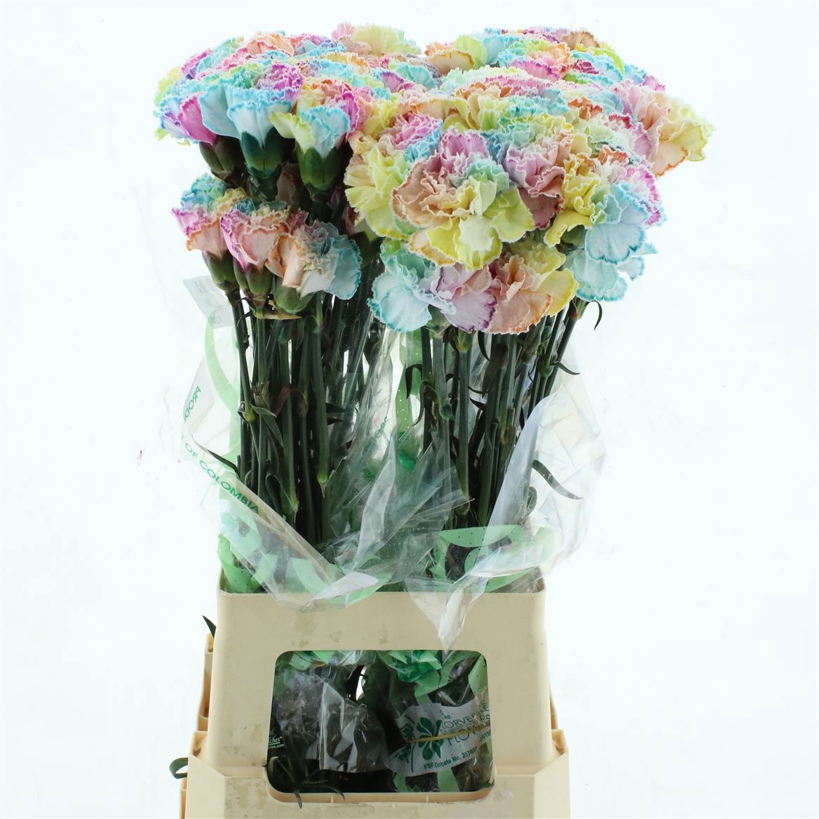 Dianthus St Painted 70cm