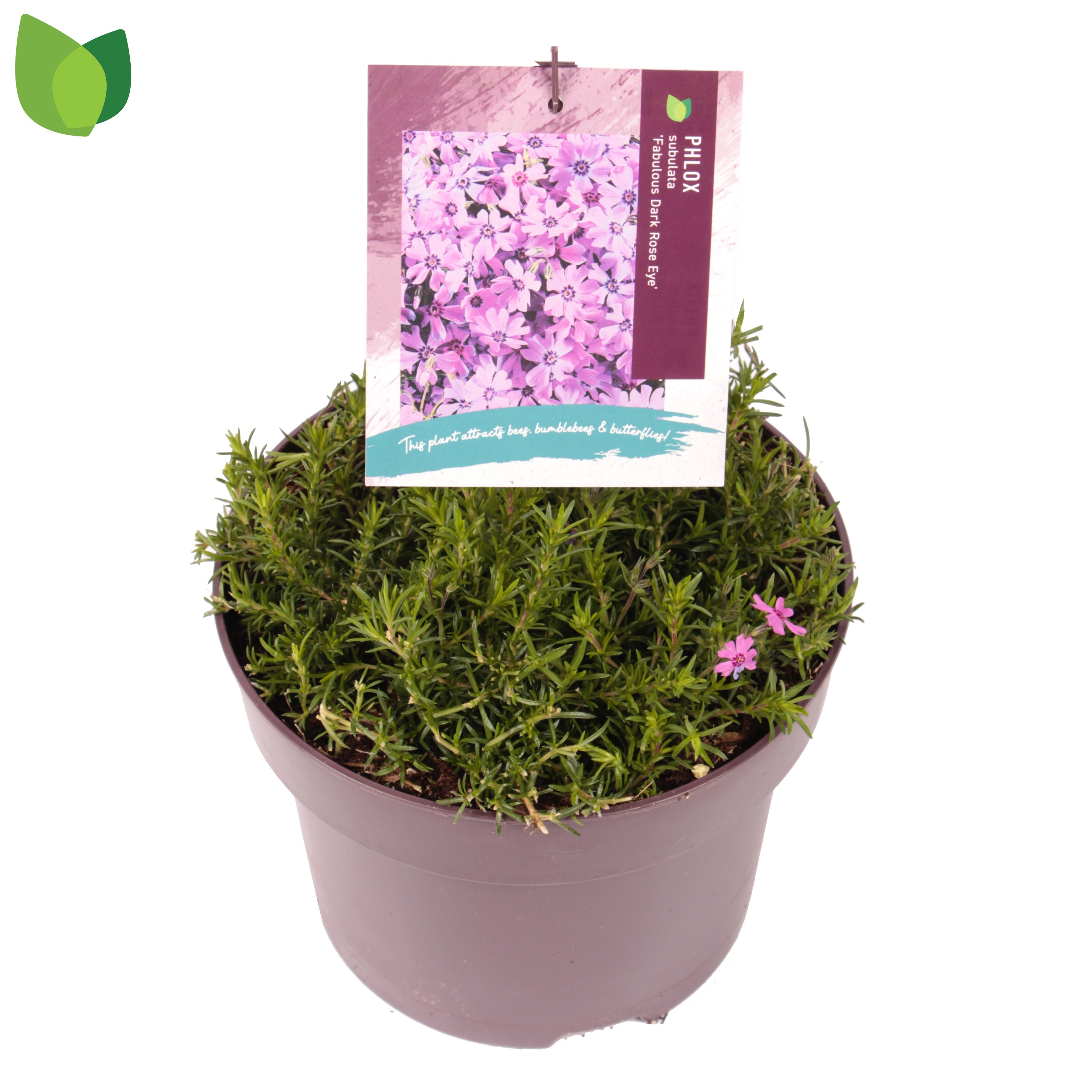 Phlox subulata Fabulous Dark Rose Eye ('Flophfadr')