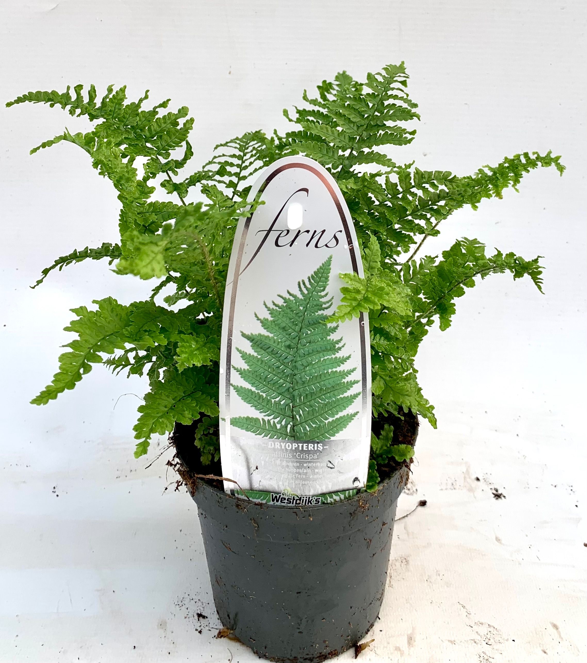 Dryopteris affinis 'Crispa'