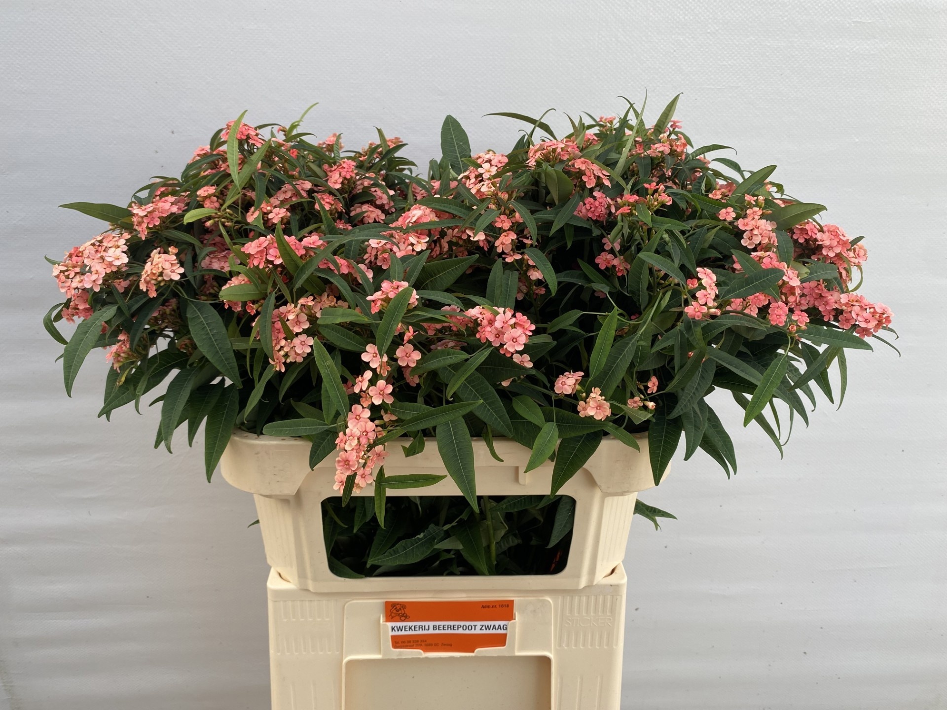 Euphorbia Spray Pink Baron 70cm