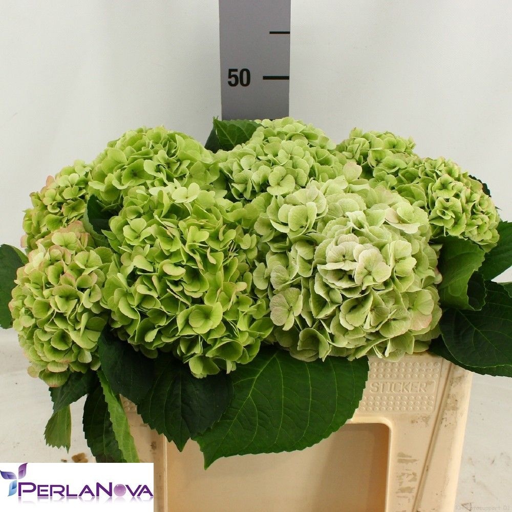 Hydrangea My Matcha Classic 50cm 16Ø