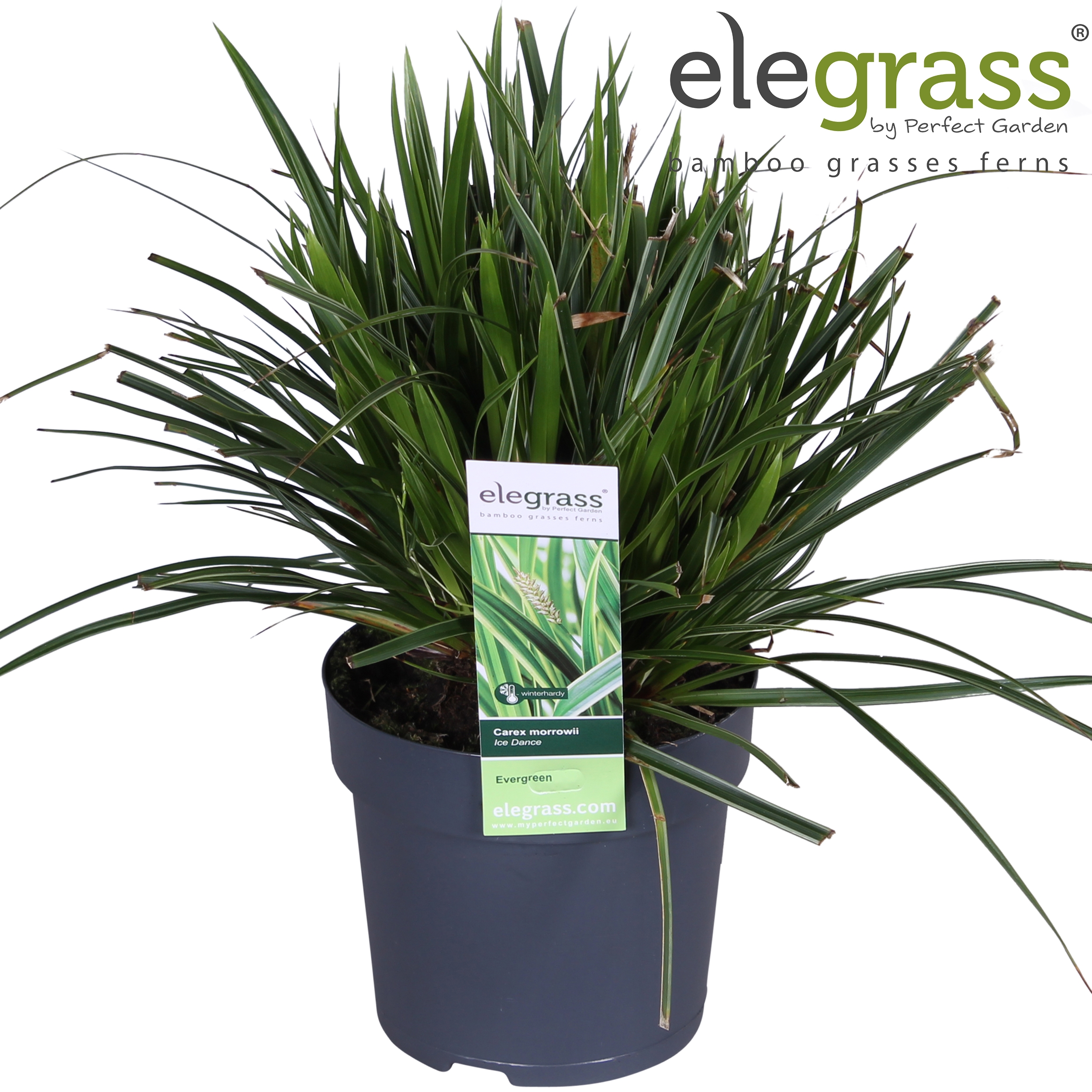 Picture of Carex morrowii 'Ice Dance' P14